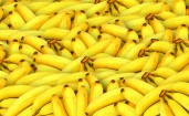 Спелые желтые бананы