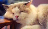 Спящая пушистая кошка