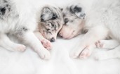 Спящие вместе щенки