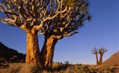 Сухие деревья в Африке