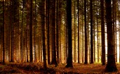 Свет в густом лесу