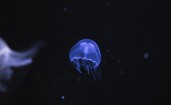 Светящаяся медуза в море