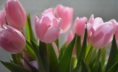 Свежие розовые тюльпаны