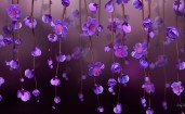 Свисающие фиолетовые цветы