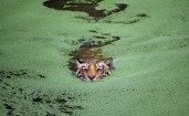Тигр плывет в пруду в ряске
