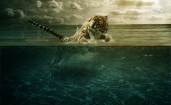 Тигр в воде