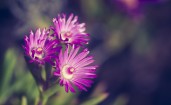Три фиолетовых цветка
