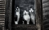 Три кошки за окном