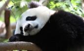 Уставший панда