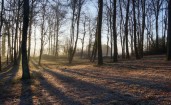 Утренний рассвет в холодном лесу