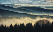 Утренний туман над лесом в горах