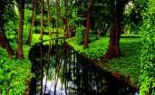 Узкий канал между деревьев