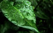 Вода на зеленом листе