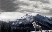 Волк на фоне гор