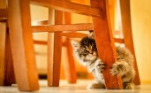 Забавный котенок под стулом