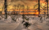 Закат за деревьями зимой