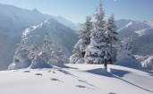 Заснеженные ели в горах и следы на снегу