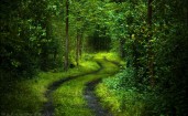 Зеленая дорога в лесу