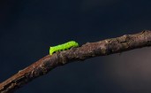 Зеленая гусеница