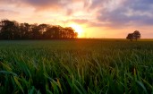 Зеленая трава в поле на закате
