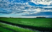 Зеленое кукурузное поле