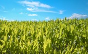 Зеленое кукурузное поле под голубым небом