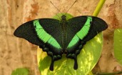 Зеленоватая бабочка