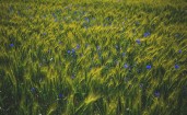 Зеленые колосья в поле и синие цветки