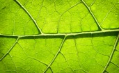Зеленый листок