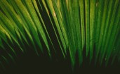 Зеленый пальмовый лист крупным планом