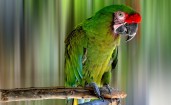 Зеленый попугай на палке