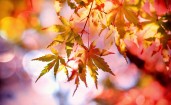 Желтые осенние листья на ветке