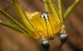 Желтый паук крупным планом