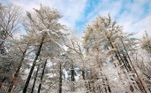 Зимние деревья в снегу