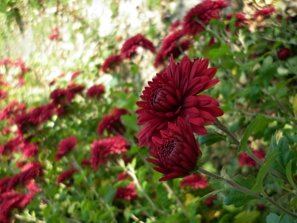 Красивые бордовые цветы 1024x768