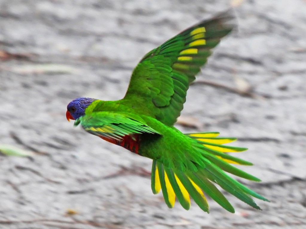 Летящий зеленый попугай 1024x768