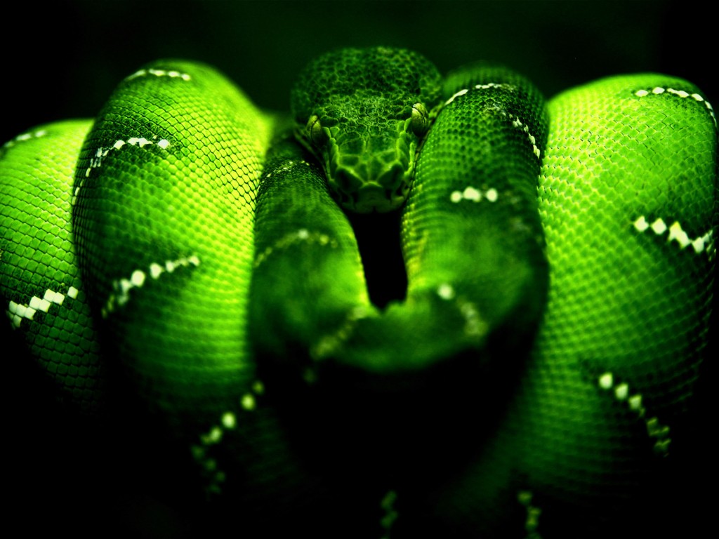 Опасная зеленая змея 1024x768