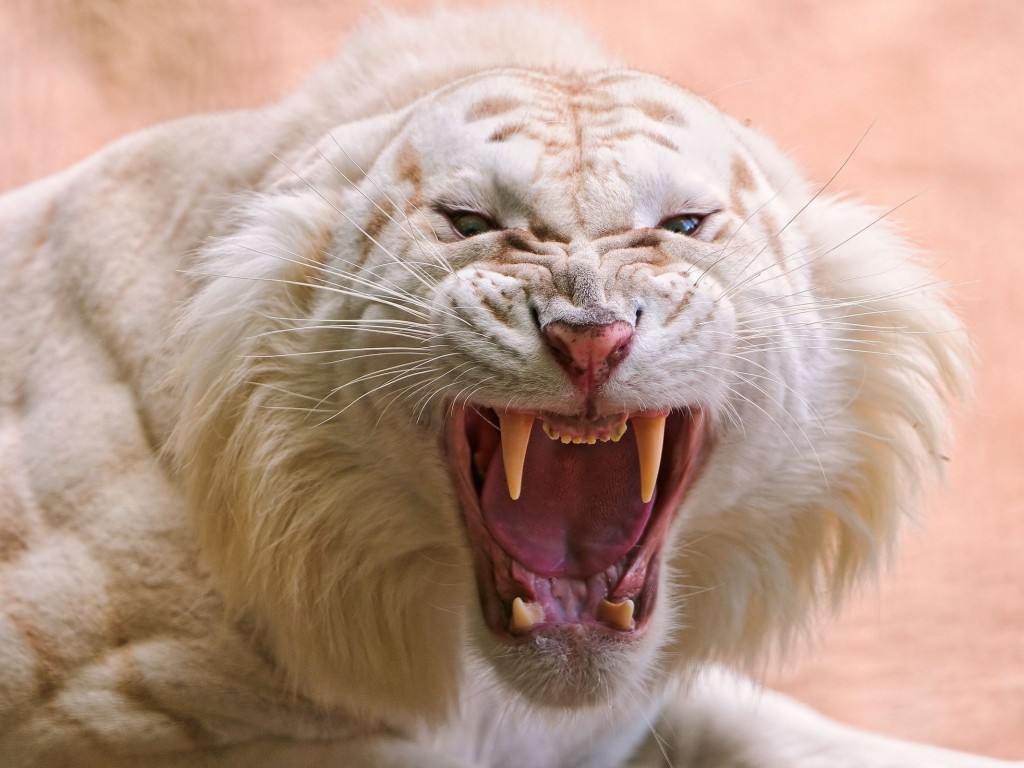 Злобный белый тигр 1024x768
