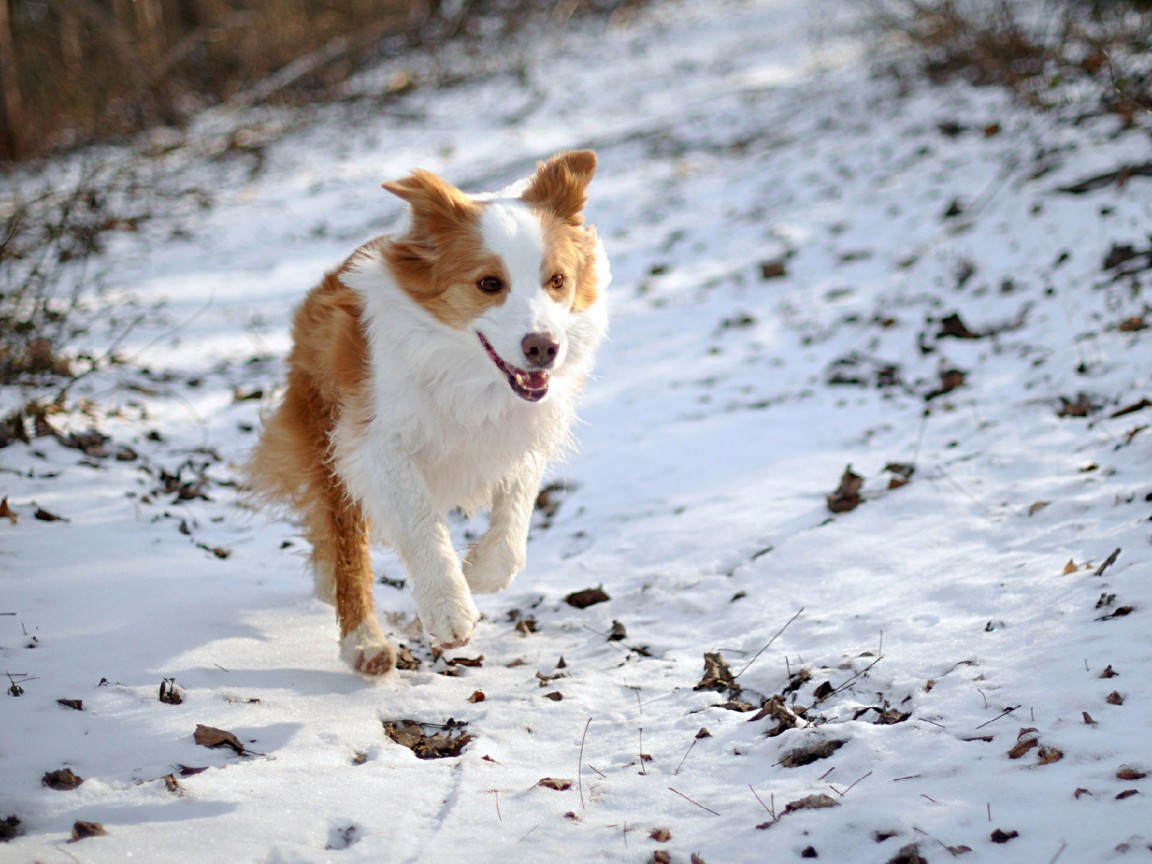 Бело-рыжая собака бежит по снегу 1152x864