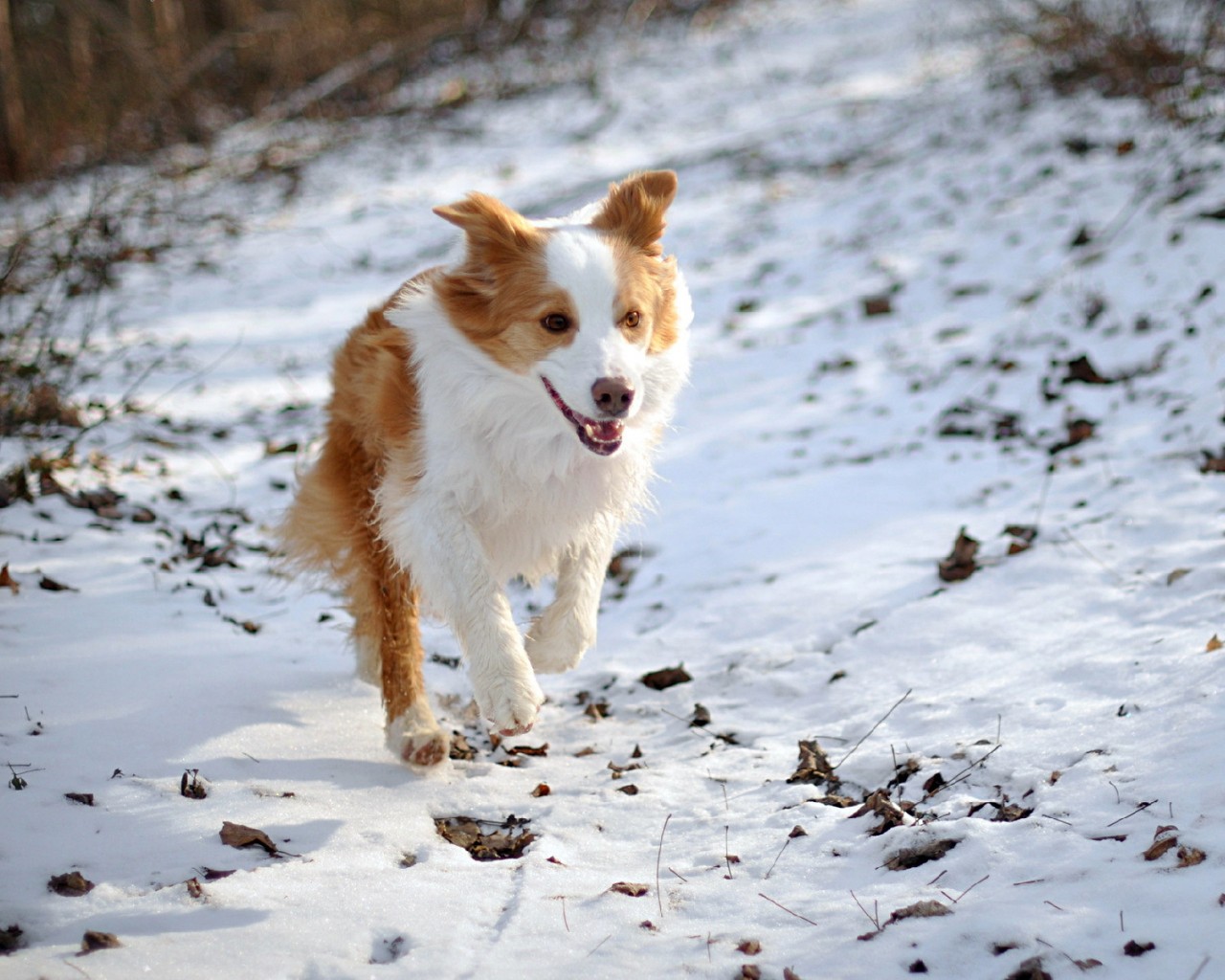 Бело-рыжая собака бежит по снегу 1280x1024