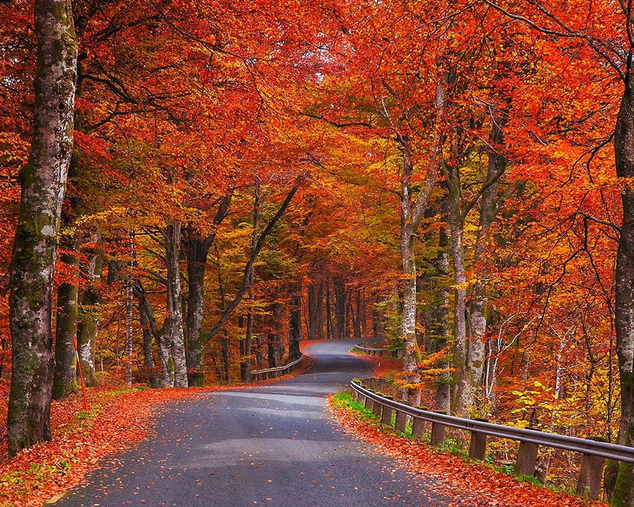 Дорога в красно-желтом осеннем лесу 1280x1024