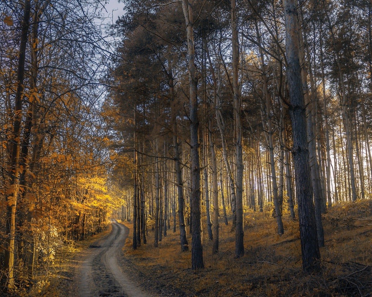 Дорога в лесу осенью 1280x1024