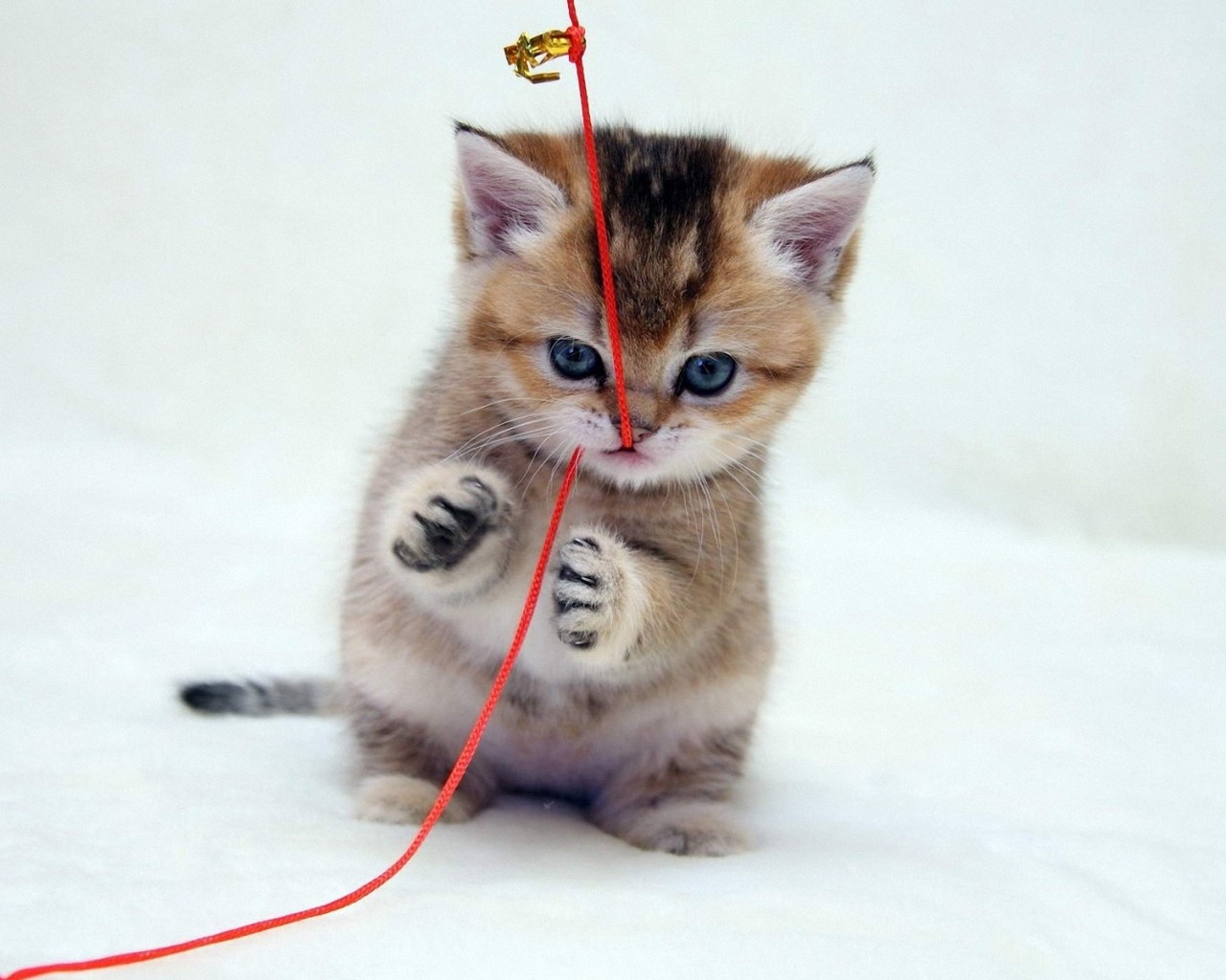 Котенок играет с веревкой 1280x1024