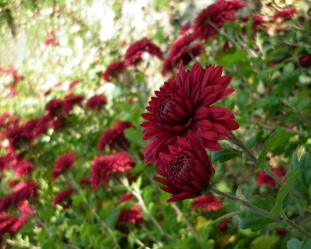 Красивые бордовые цветы 1280x1024