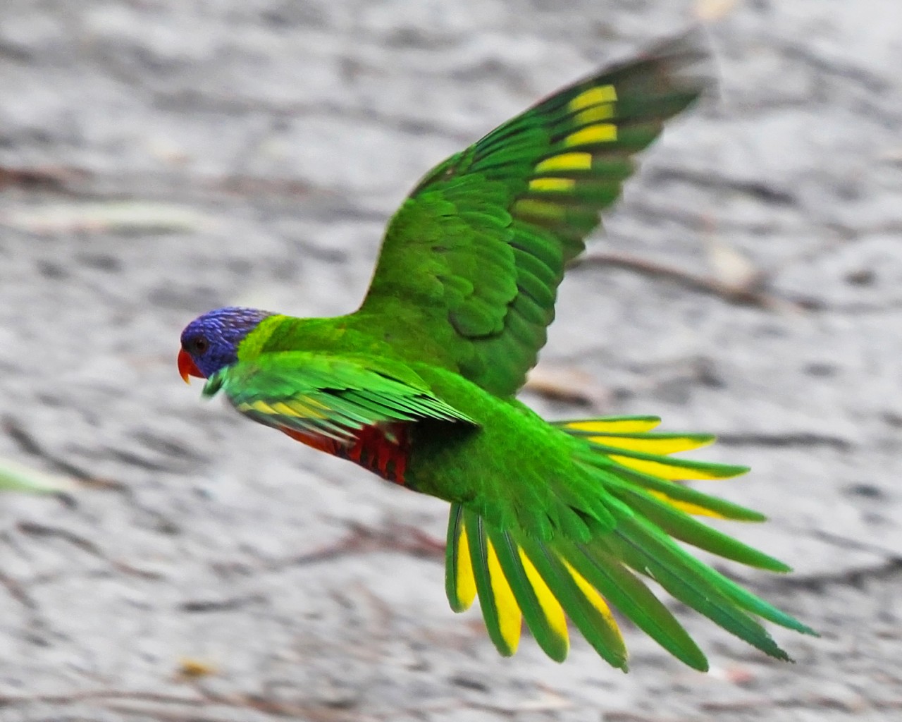 Летящий зеленый попугай 1280x1024