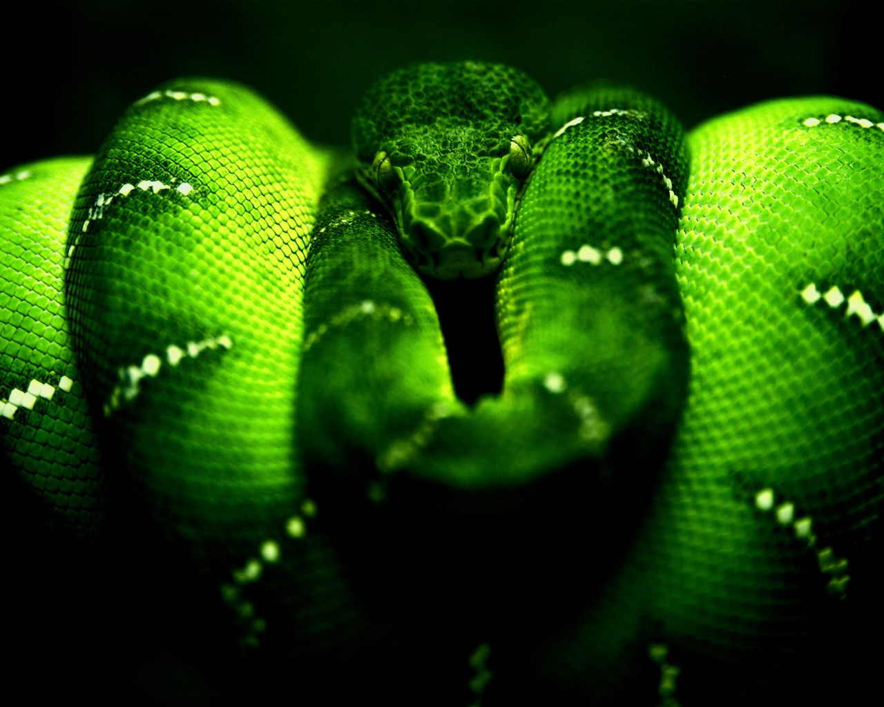Опасная зеленая змея 1280x1024