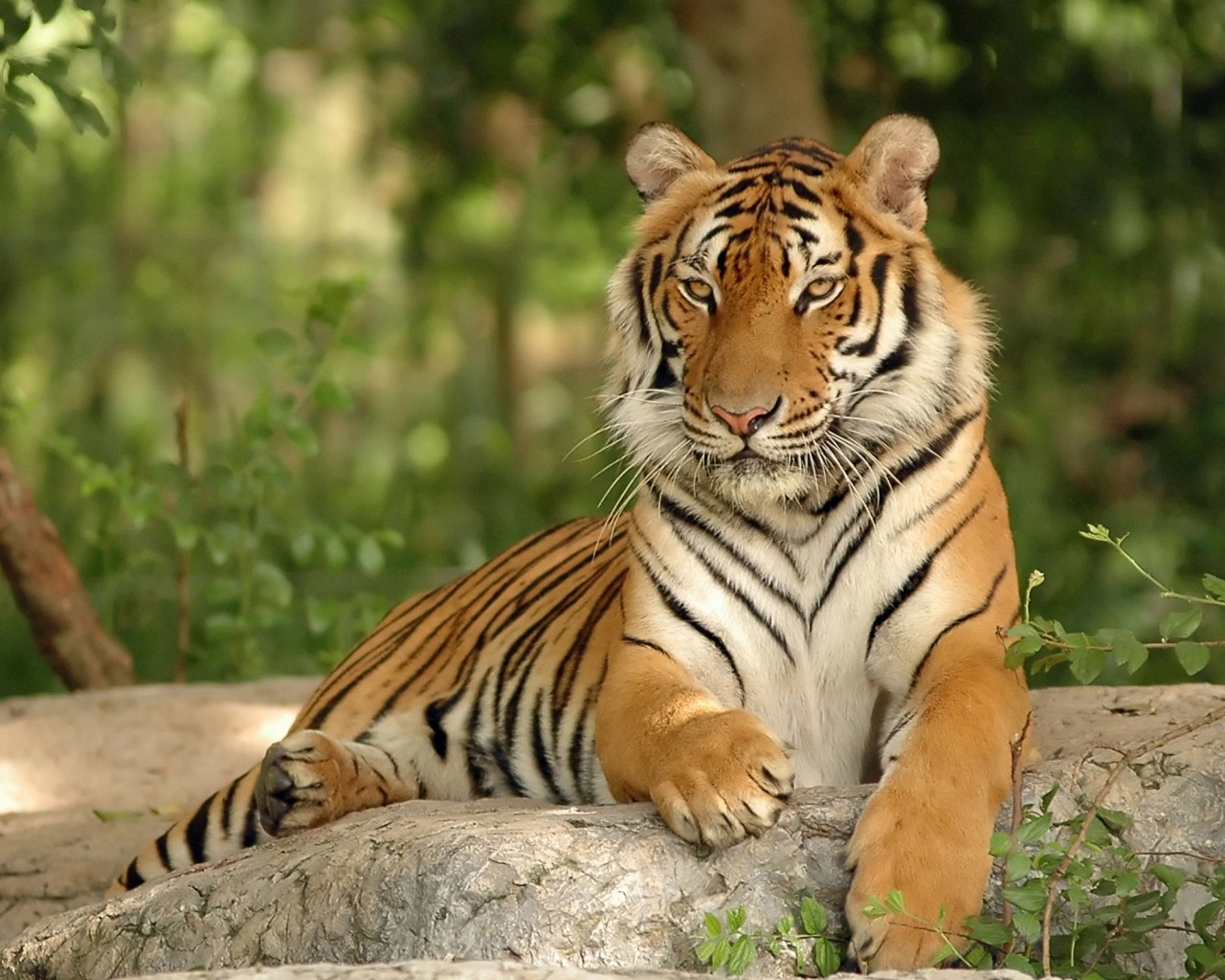 Тигр отдыхает в тени 1280x1024