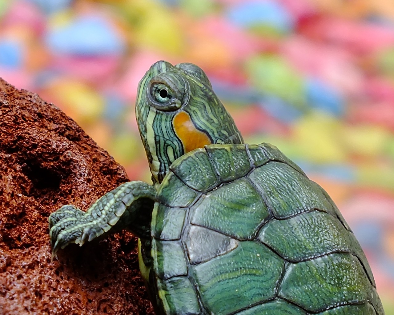 Зеленая черепаха 1280x1024