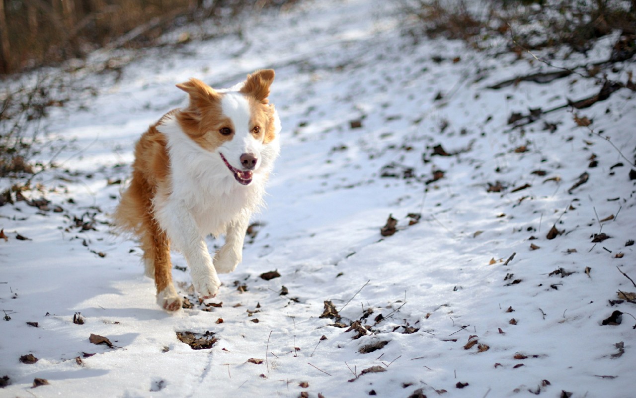 Бело-рыжая собака бежит по снегу 1280x800
