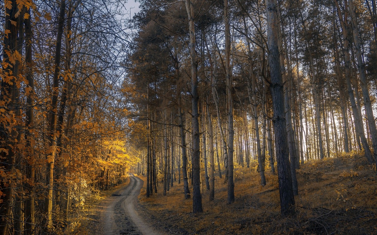 Дорога в лесу осенью 1280x800